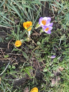 Beare Green Crocus planting