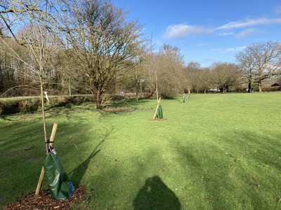 New trees planted in Beare Green